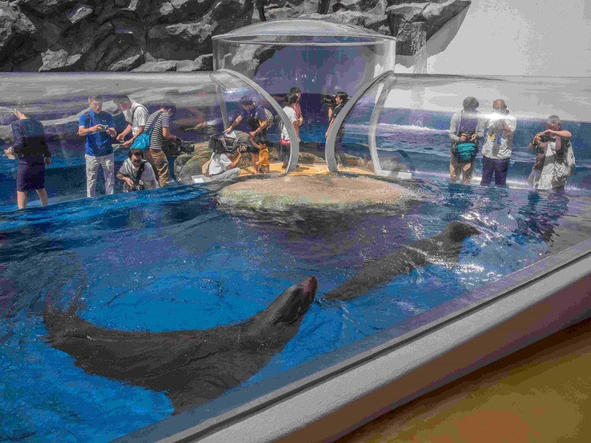 พิพิธภัณฑ์สัตว์น้ำโทบะ