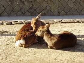 宮島ホテルまこと
