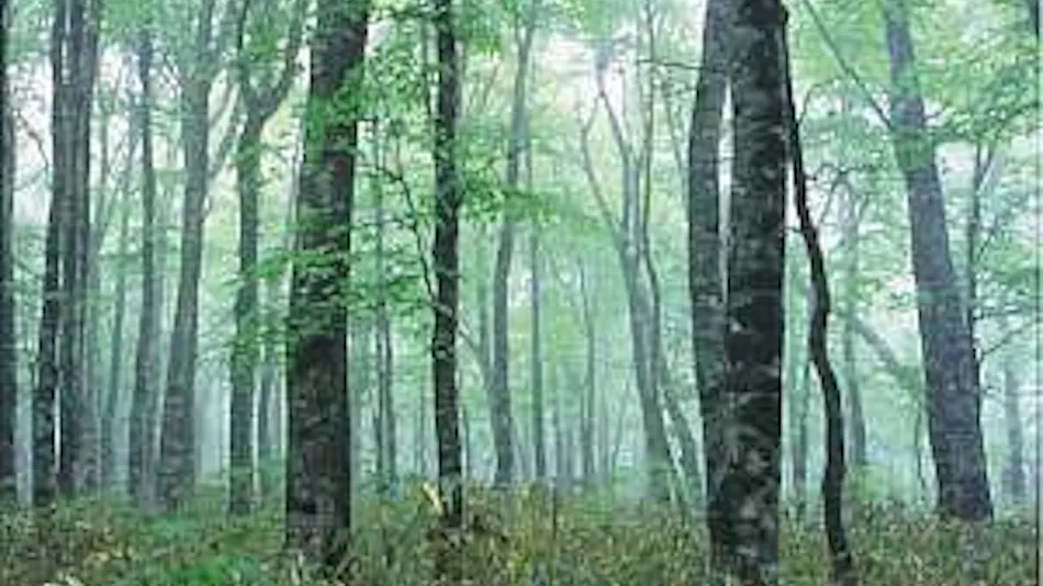 Forest Pension, Tsutsumi Square