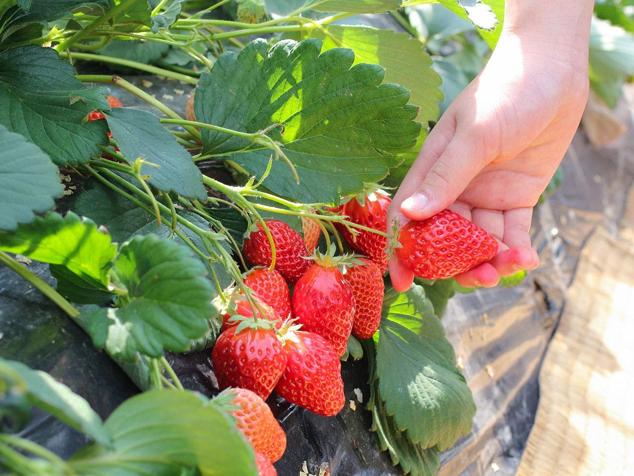 Ōmura Yume Farm Shushu