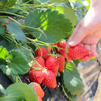 Ōmura Yume Farm Shushu