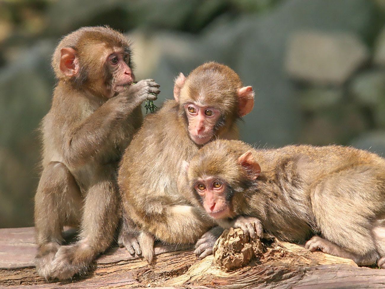 Kebun Binatang Alam Takasakiyama, sekitar 10 menit berkendara dari Akomodasi.