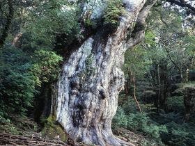 コンビニロッジ　森のきらめき