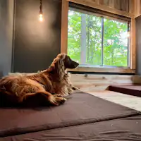 withDOG207イメージ