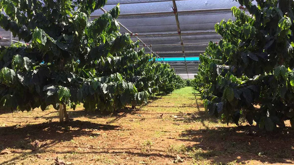 Matayoshi Coffee Farm