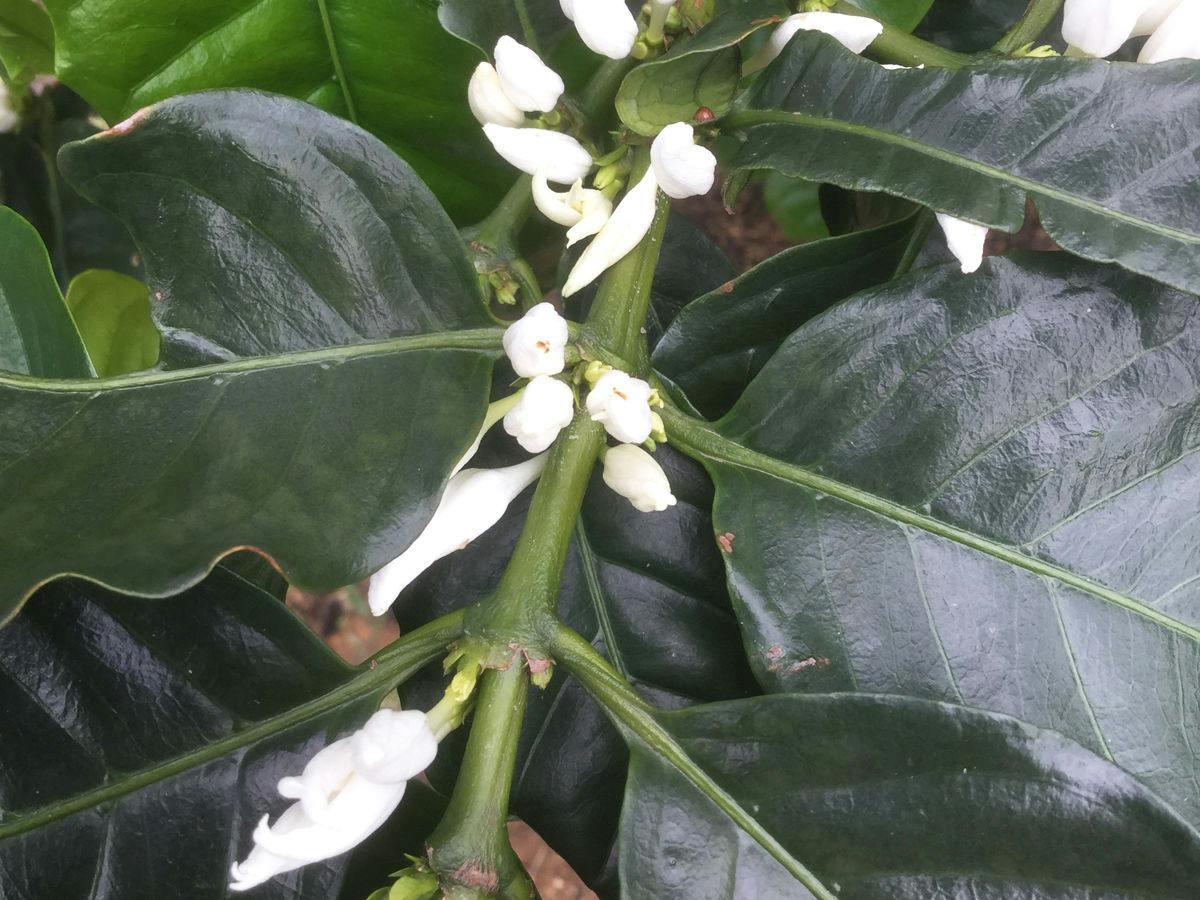Matayoshi Coffee Farm