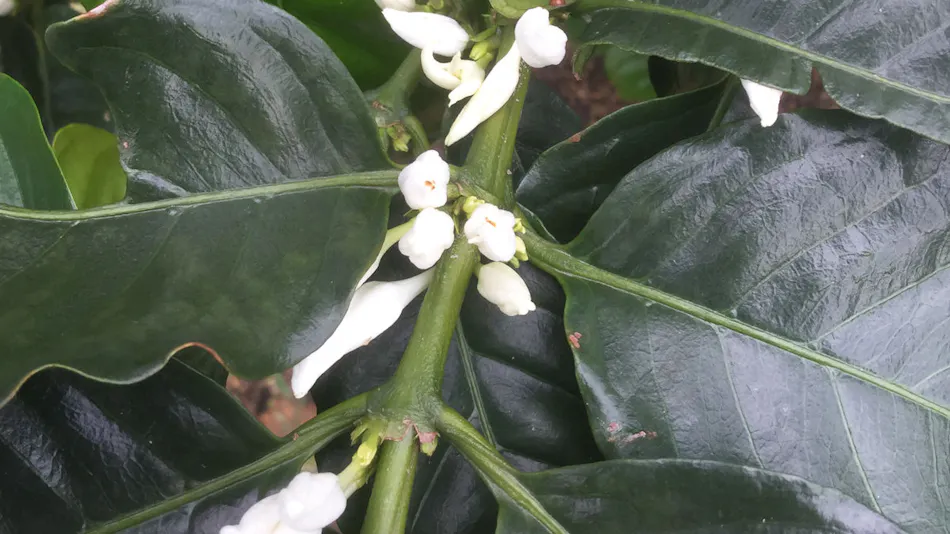 Matayoshi Coffee Farm