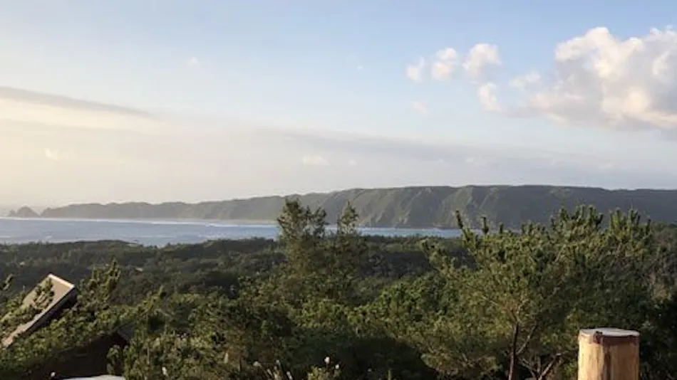 Matayoshi Coffee Farm