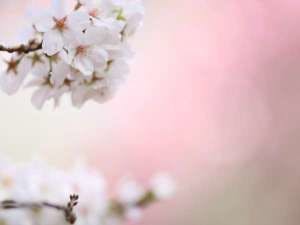 伊豆高原櫻花祭