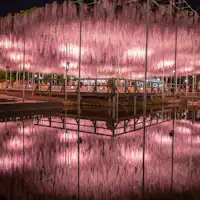 Mengundang ke dunia lain, malam misterius dengan bunga wisteria besar