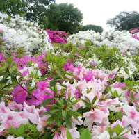 สวนสาธารณะนิชิยามะที่ดอกอาซาเลียบานสะพรั่ง