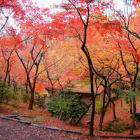 가을의 야히코 공원