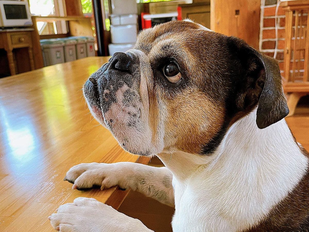 ผ่อนคลายไปกับน้องหมา