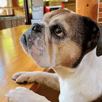 ผ่อนคลายไปกับน้องหมา