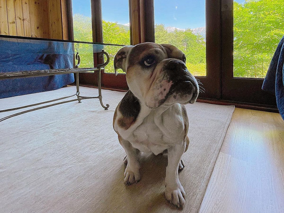 ช่วงเวลาแห่งการผ่อนคลายกับสุนัขของคุณ.