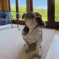 ช่วงเวลาแห่งการผ่อนคลายกับสุนัขของคุณ.