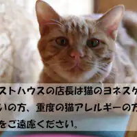 고양이 점장에게 주의하세요!