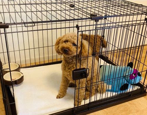 Stay Hakataペットルーム