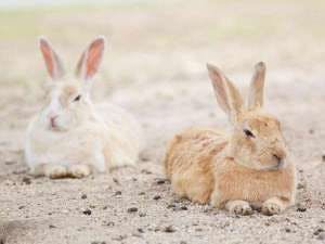 เกาะกระต่าย