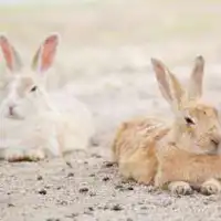 เกาะกระต่าย