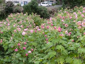木の香り漂う美人の湯 フォンタナの丘かもう