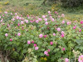 木の香り漂う美人の湯 フォンタナの丘かもう