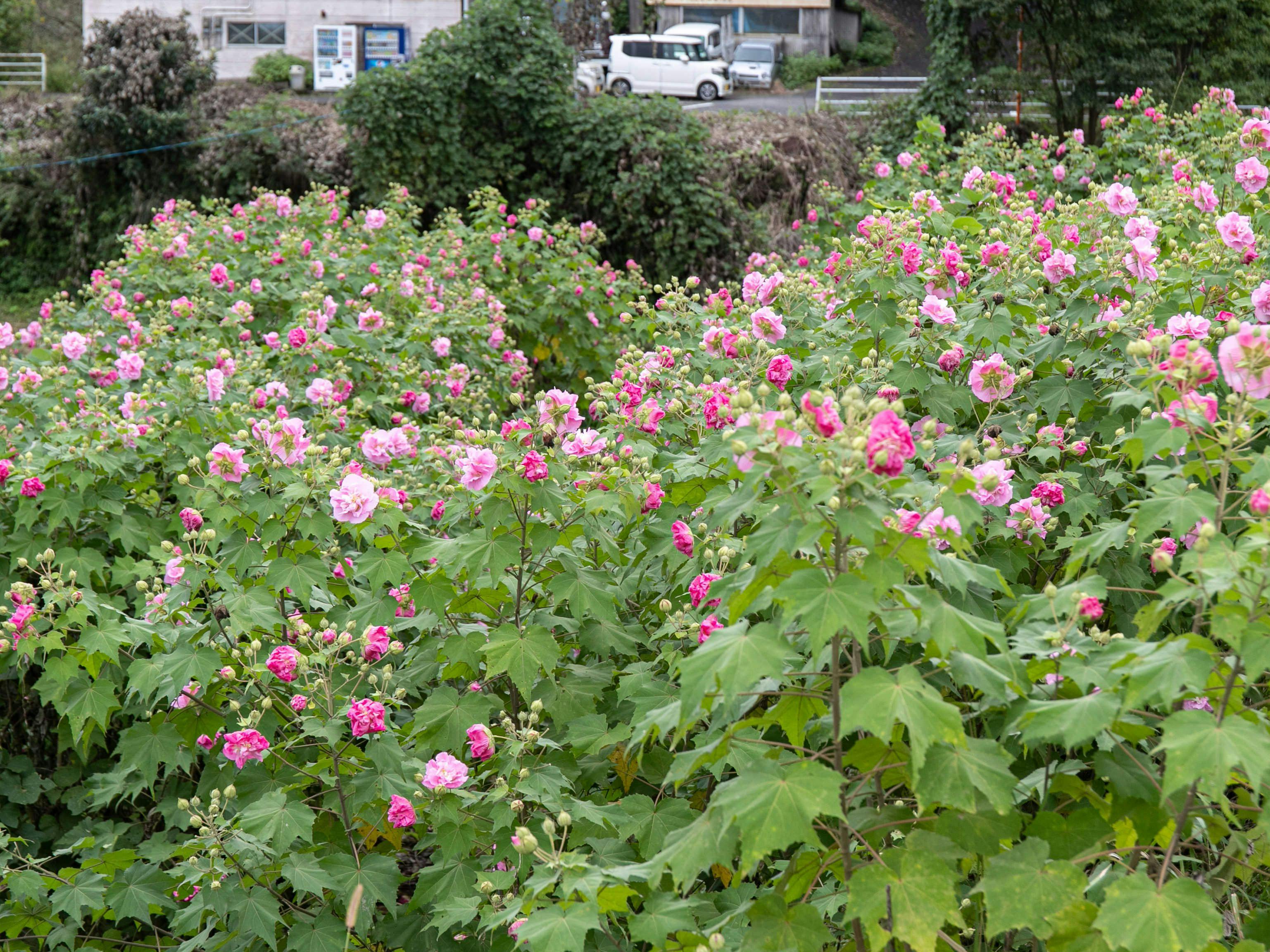 Fontana no Oka Kamou: The Scent of Wood and Beautiful Hot Springs