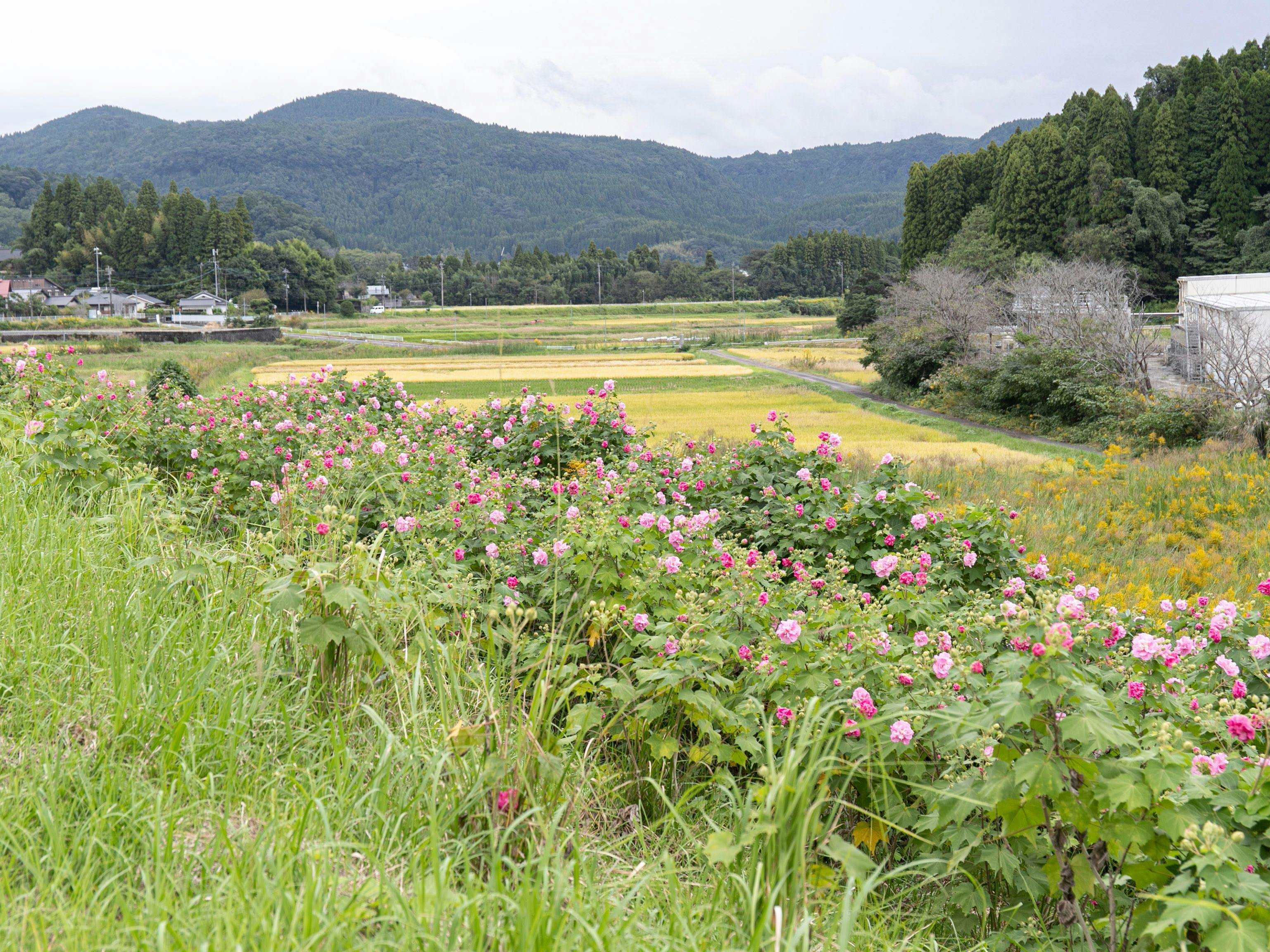 Fontana no Oka Kamou: The Scent of Wood and Beautiful Hot Springs