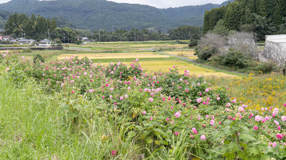 Fontana no Oka Kamou: The Scent of Wood and Beautiful Hot Springs