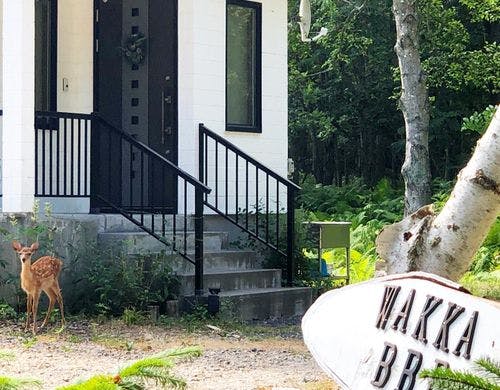 野生動物が遊びに来ることも。