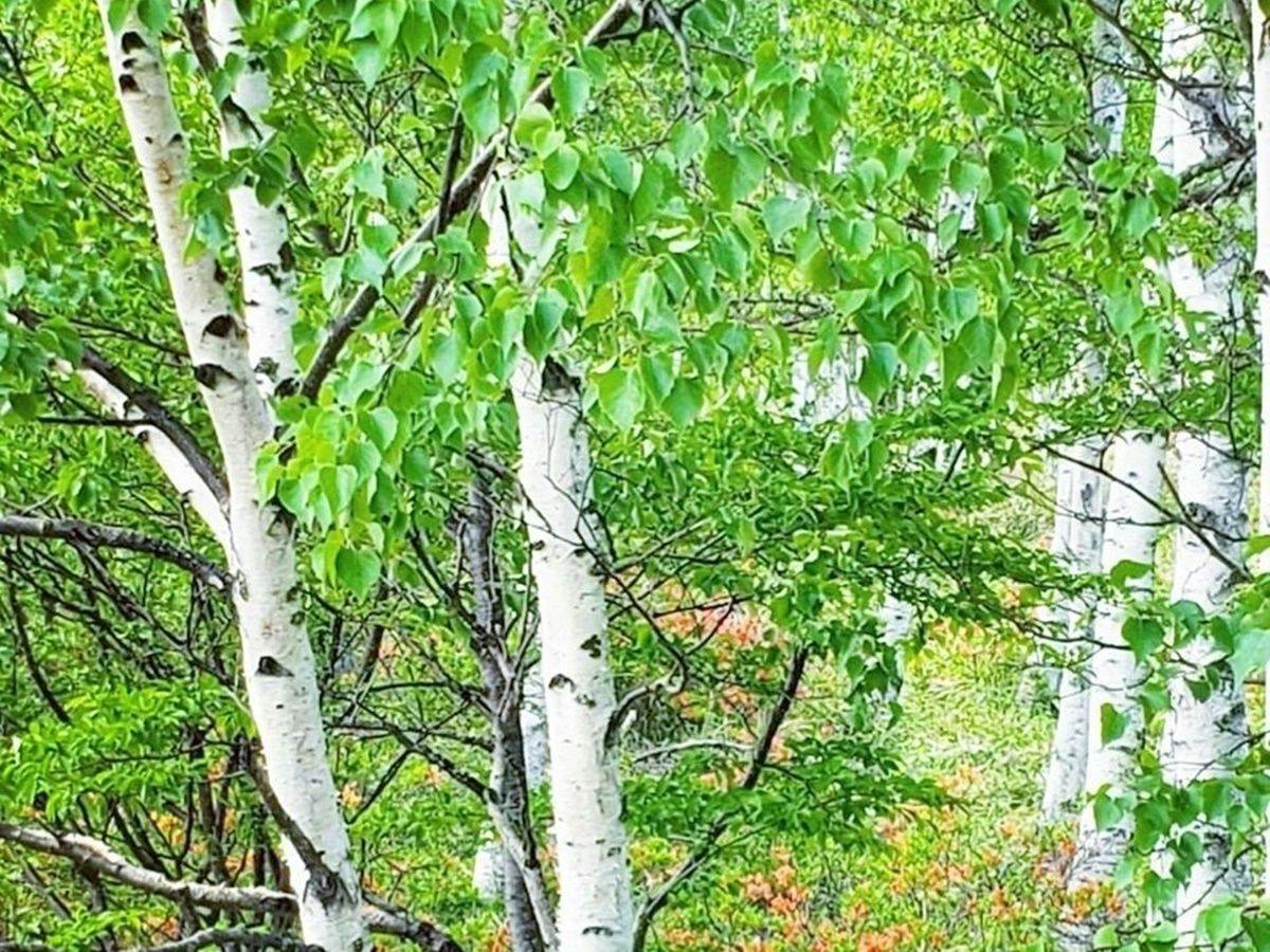 Yachiho Mountain Lodge