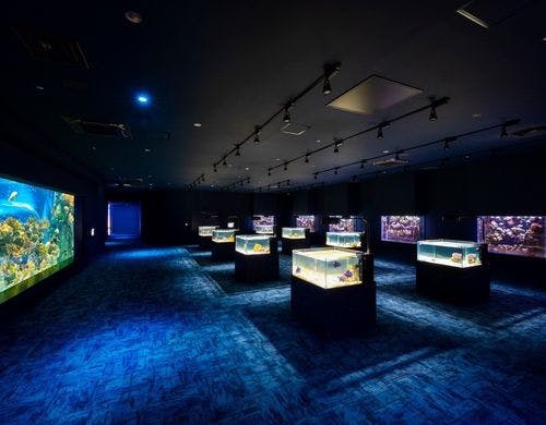 ＜DMMかりゆし水族館＞車で約15分