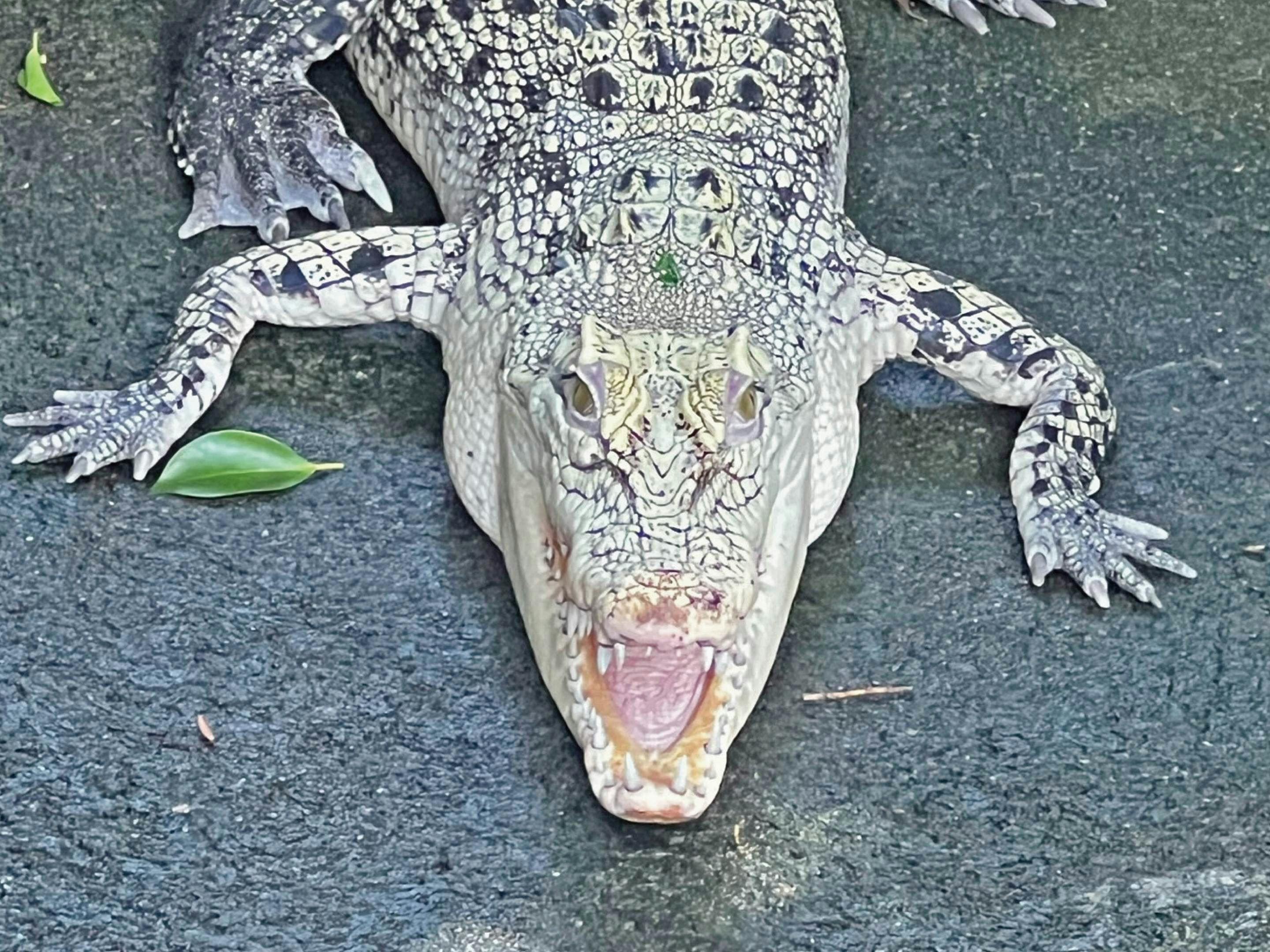 สวนกล้วยและจระเข้อาตากาวะ