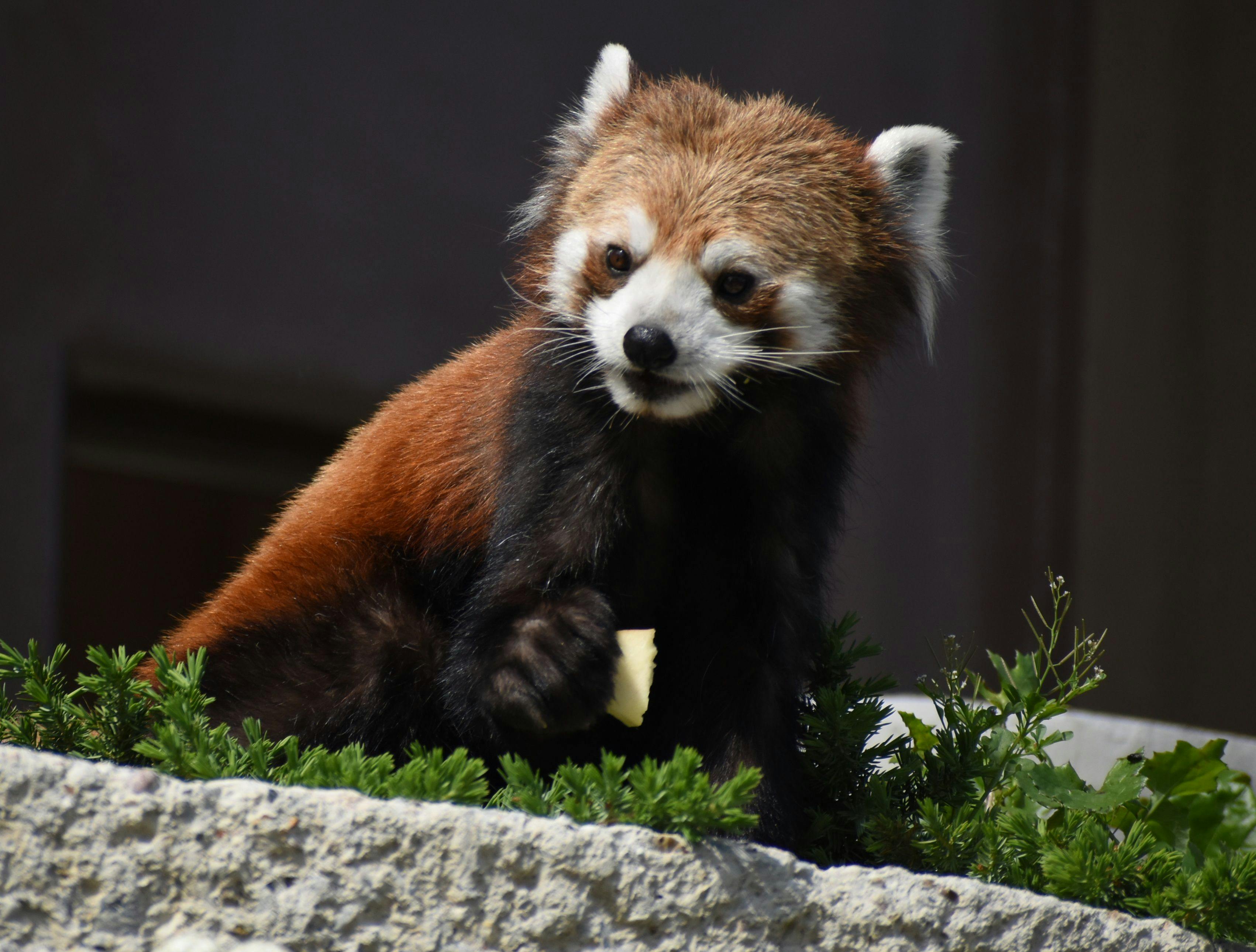 히가시야마 동식물원 - 화제의 레서판다
