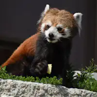 히가시야마 동식물원 - 화제의 레서판다