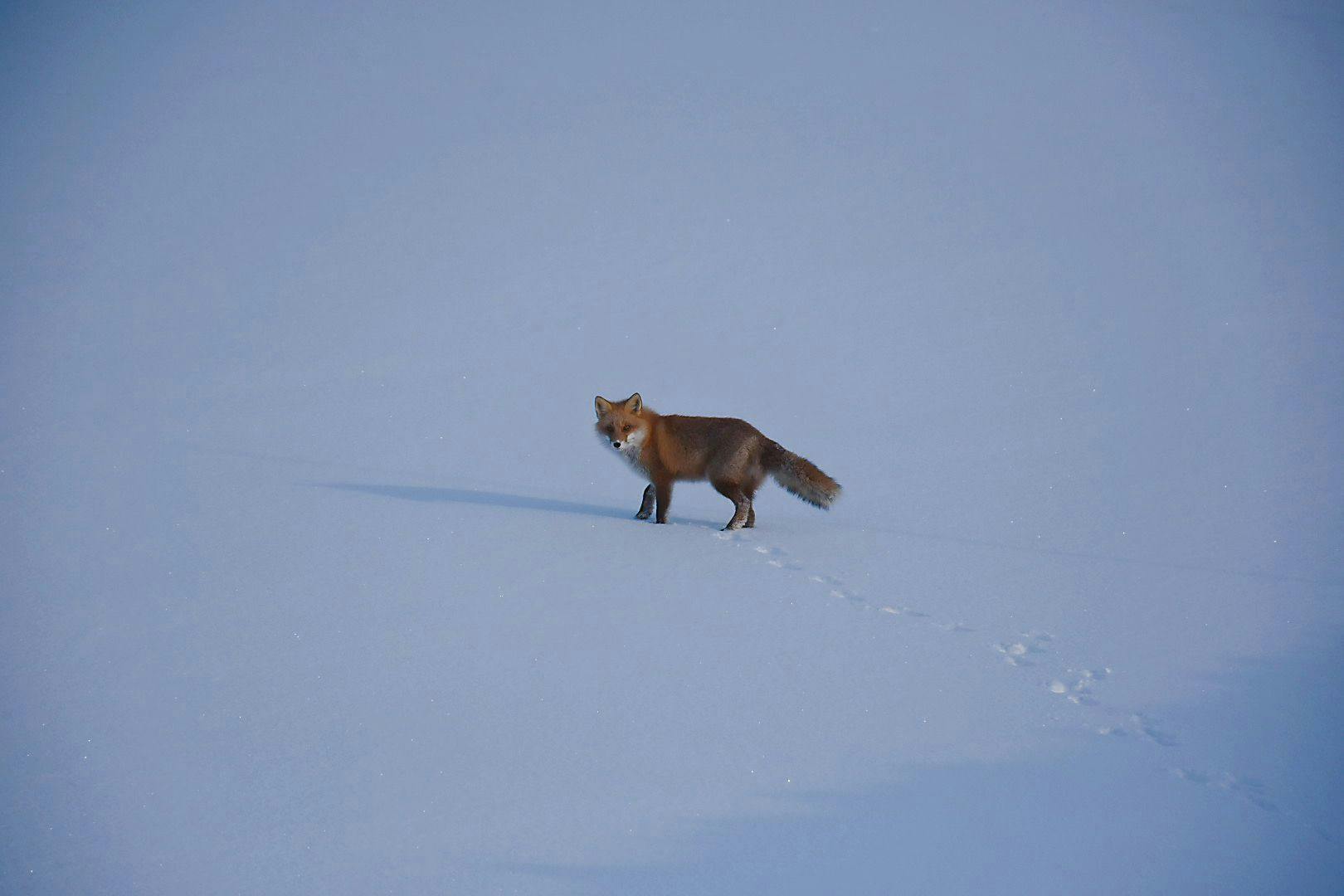 สุนัขจิ้งจอกฮอกไกโดก็ปรากฏตัวด้วย