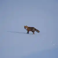 สุนัขจิ้งจอกฮอกไกโดก็ปรากฏตัวด้วย