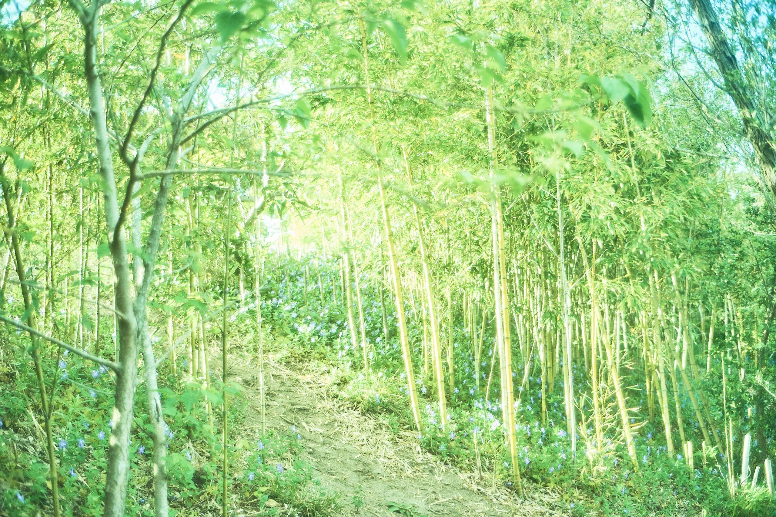 HERMiT Ichinomiya