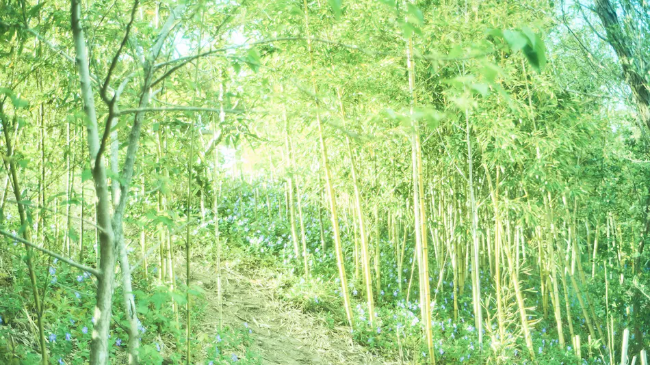HERMiT Ichinomiya