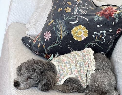 玄関ミルちゃん