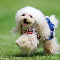 วิลล่าให้เช่าที่สามารถพักกับสุนัขได้