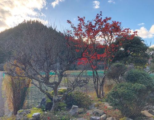 古民家の宿「こはる」の庭