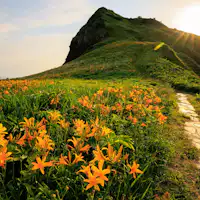 Bunga Kuning Kanzo di Ōnogame