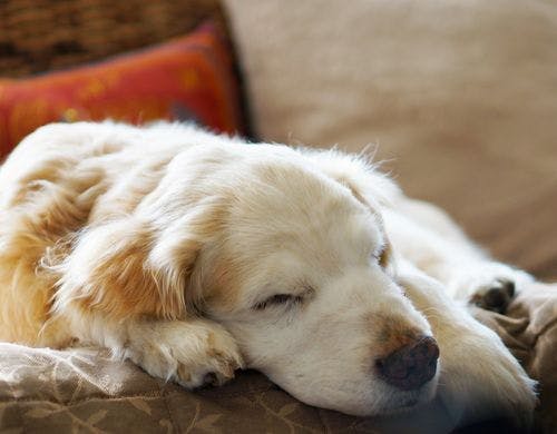 コテージ東_室内_800