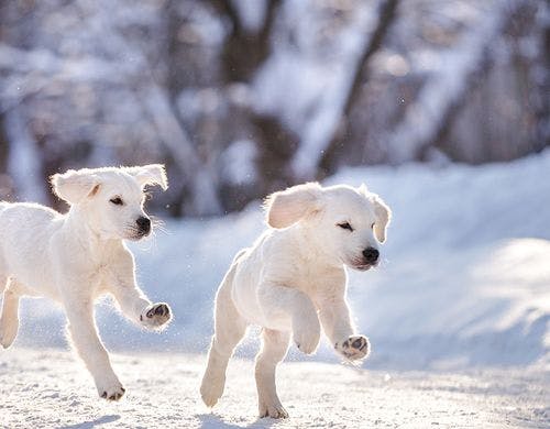 冬雪の中で遊ぶ犬たち