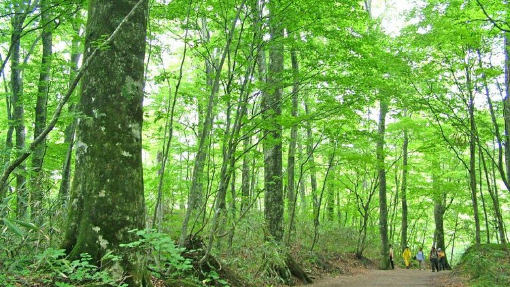 ป่าธรรมชาติบีช