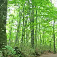 ป่าธรรมชาติบีช