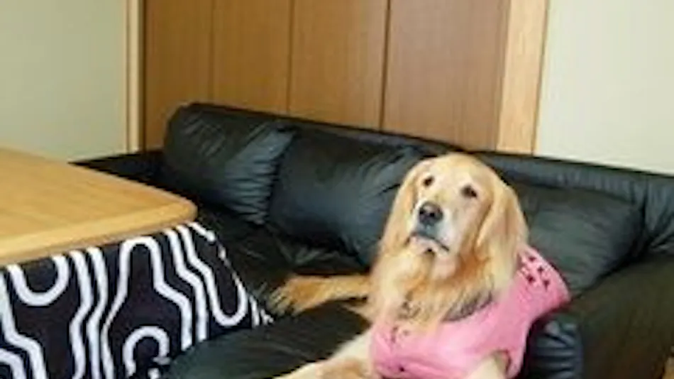 Pet-Friendly Vacation Rental Villa: Bettei Hakuba
