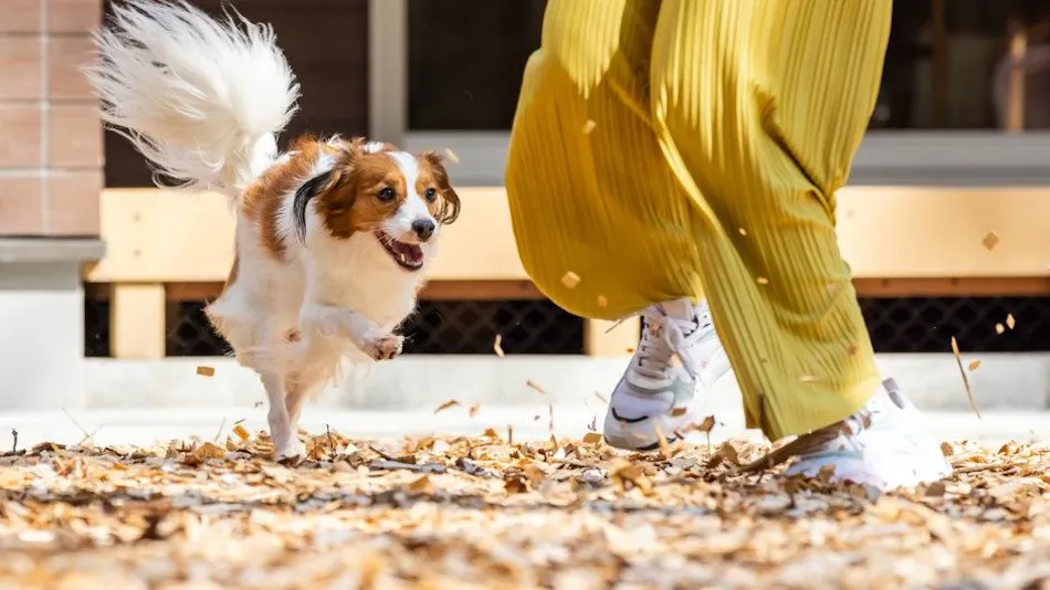 Shiki no Yado Koyomi