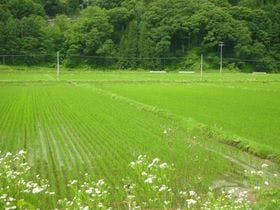 นาข้าวที่สร้างขึ้นที่เชิงเขาแอลป์ใต้